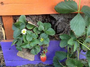 strawberry 
